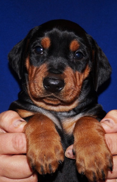 Pinscher * Xélanc Xlanc Beauty Bess 5 veckor